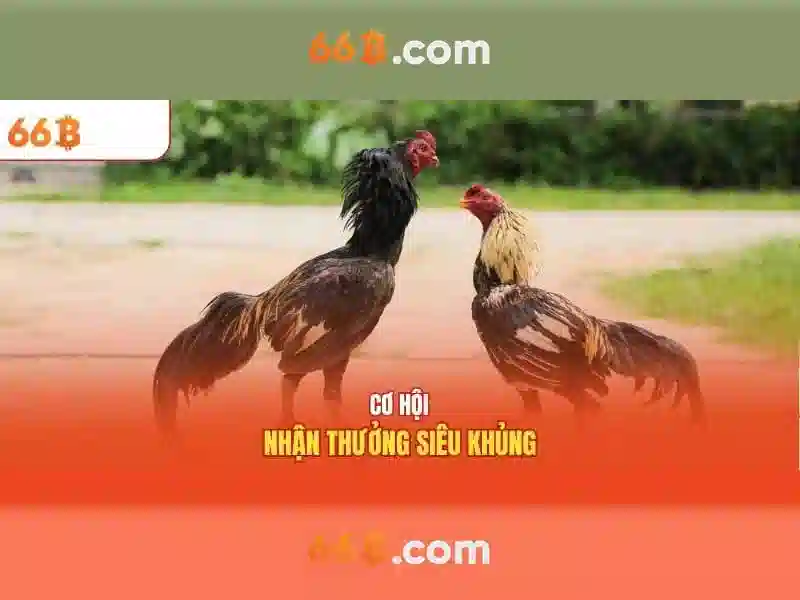 Giới thiệu về 66b