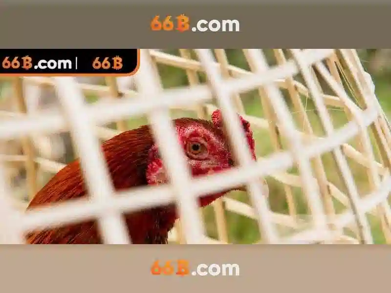 Ứng dụng của 66B trong doanh nghiệp