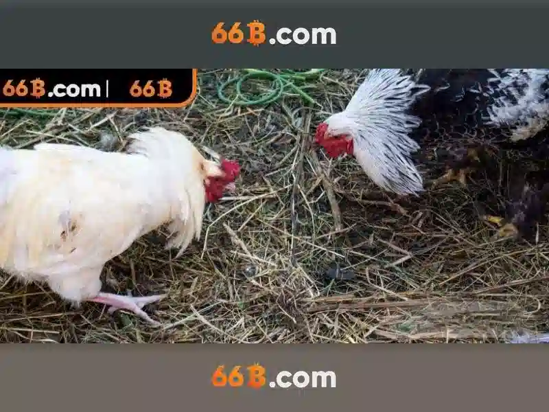 Lịch sử và nguồn gốc của 66b