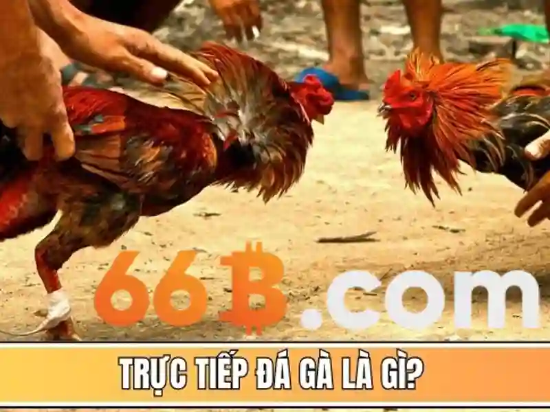 Khám phá 66b: gì là 66 tỷ tham số?